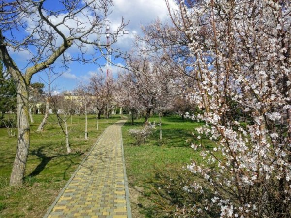 Ореховая роща Анапа в апреле