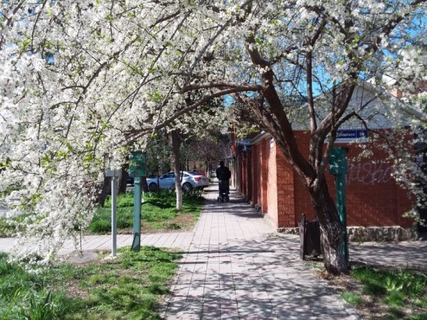 Анапа весной цветет