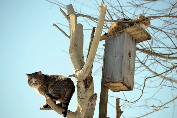 Весна коты прилетели
