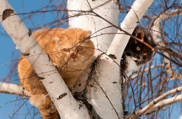 Рыжие коты весной