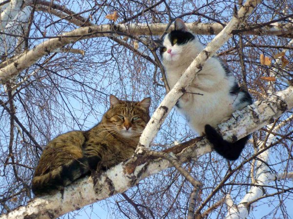 Снег в мае