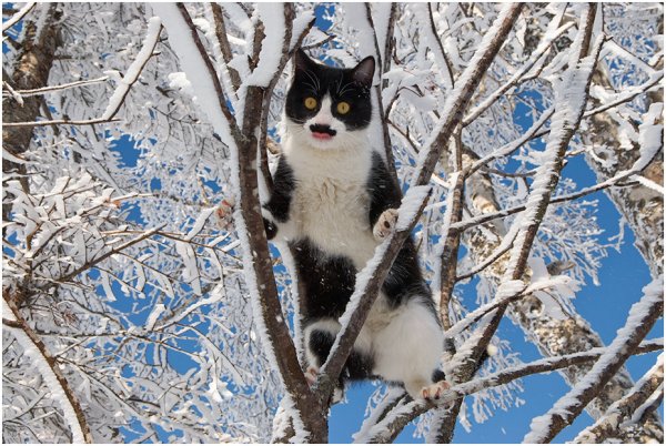 Коты на дереве Весна