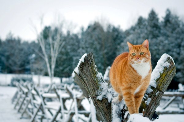 Март коты прилетели