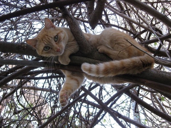 Лето радуется кот