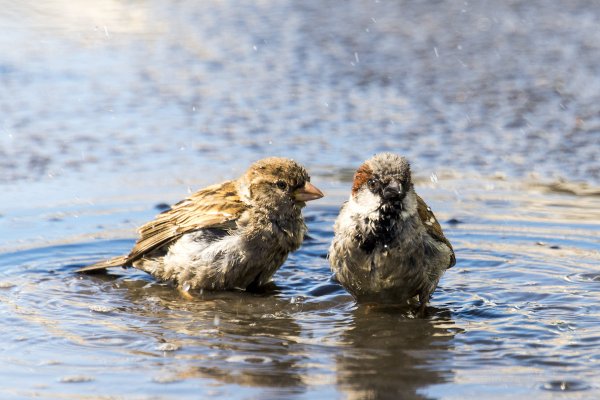 Воробьи купаются