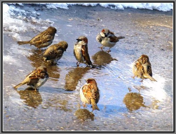 Воробьи весной