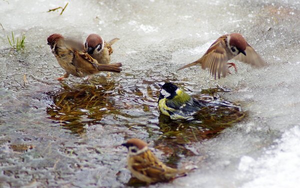 Воробей в луже