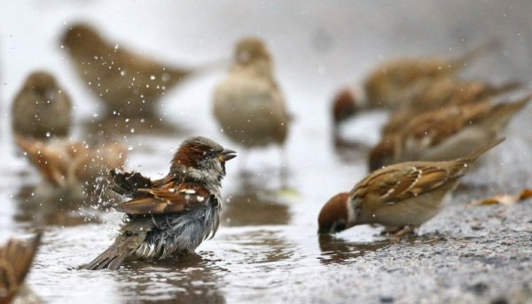 Воробьи купаются в луже