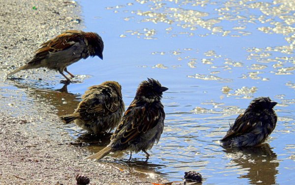 Воробьи купаются