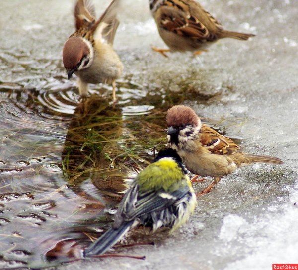 Воробей Герчик