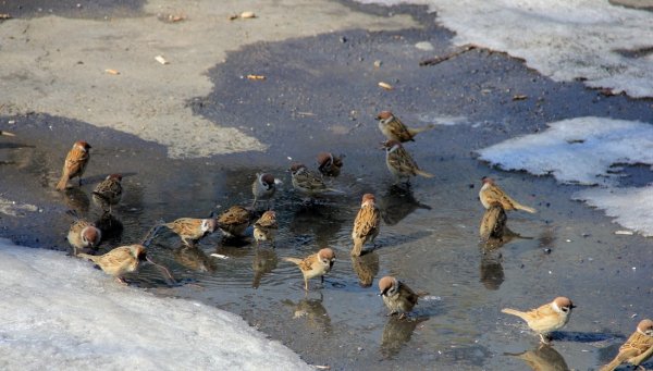Воробьи купаются