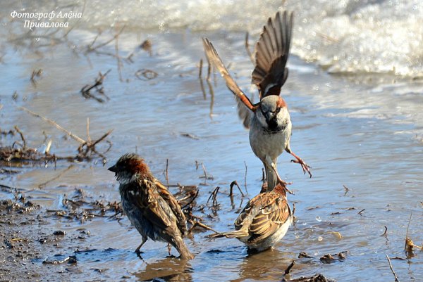 Птицы ранней весной