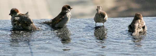 Воробьи купаются в луже
