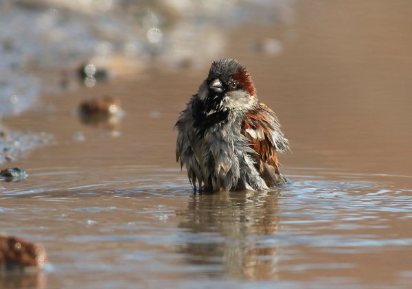 Воробьи плещутся в луже