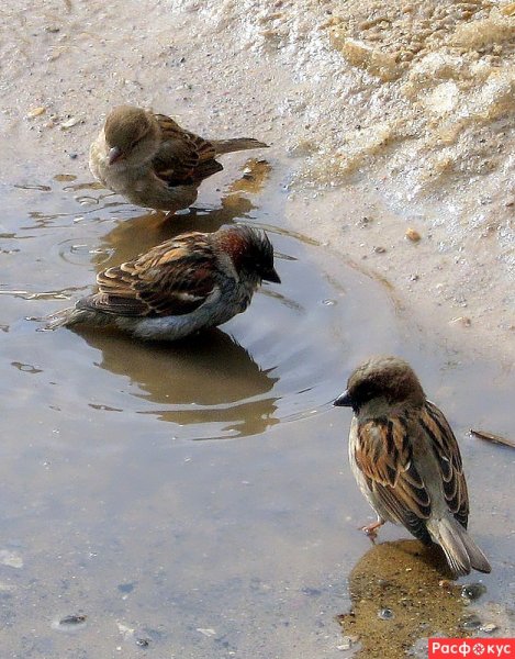 Воробьи купаются в луже