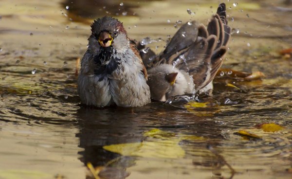 Стая Воробьев