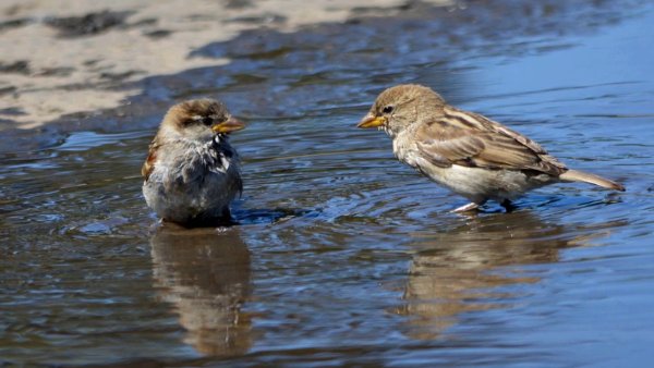 Весна птицы в лужах
