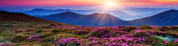 Панорамные картинки цветы