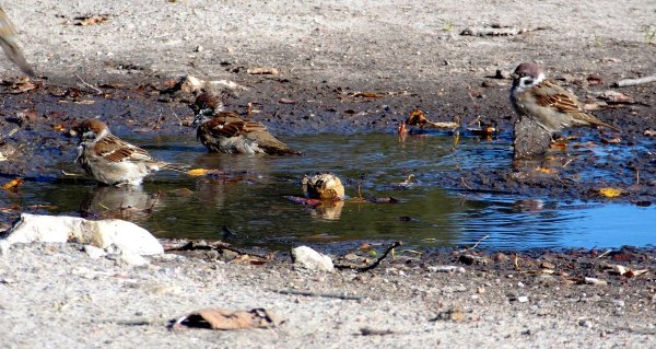 Воробьи купаются в луже