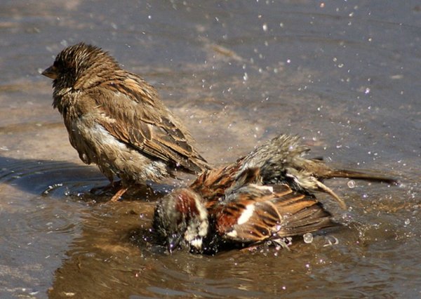 Птицы ранней весной