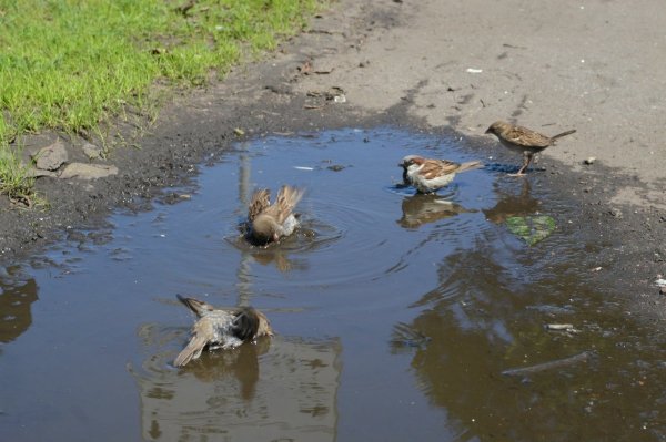 Воробьи купаются в луже