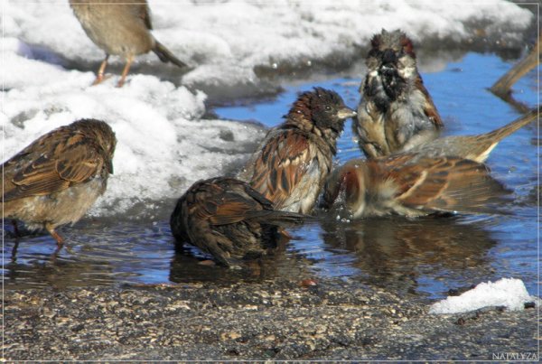 Неколай. Еладков,, Весенняя баня"