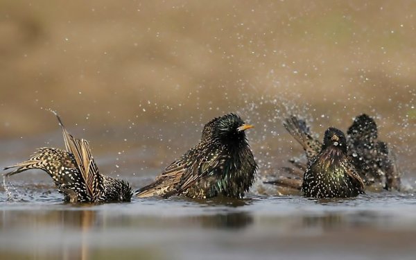 Воробей под дождем