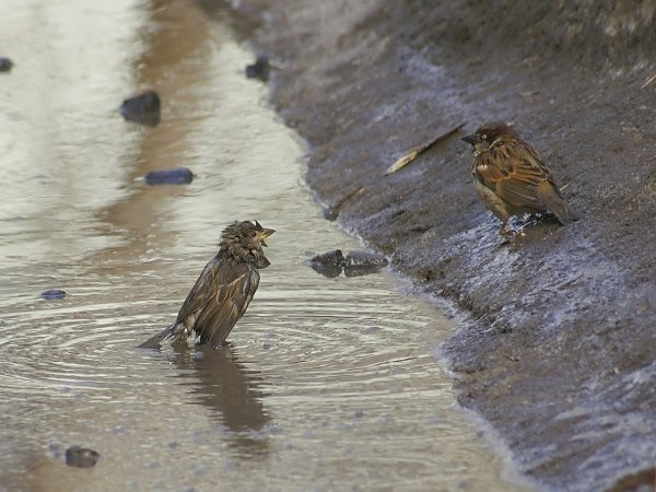 Птицы купаются