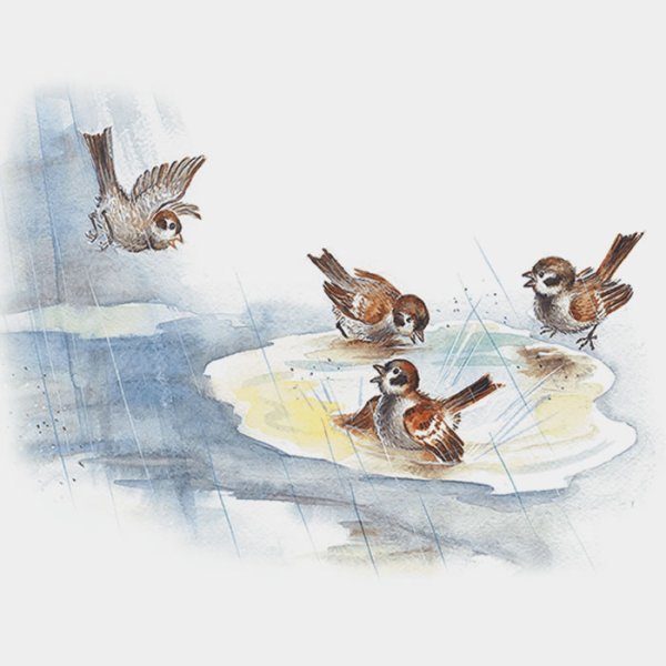 Воробьи купаются в луже