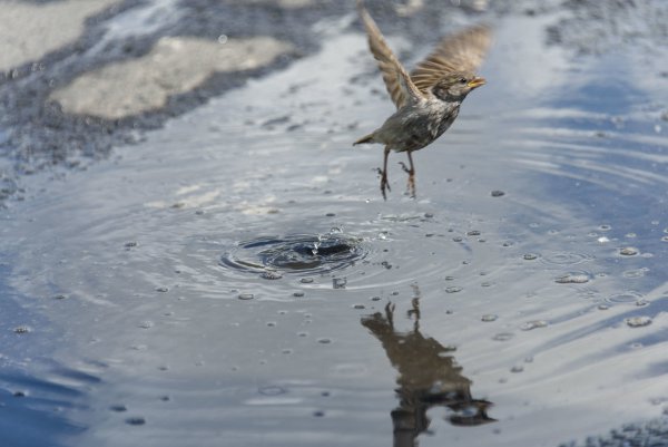 Воробей под дождем