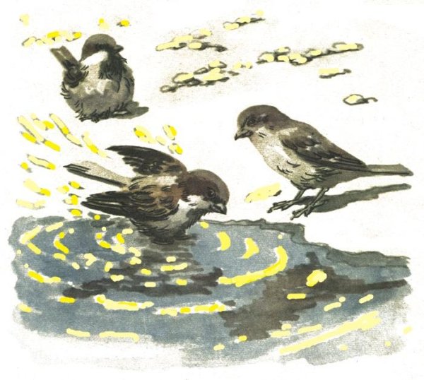 Птицы дождя