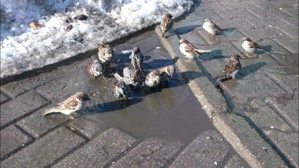 Воробей в луже