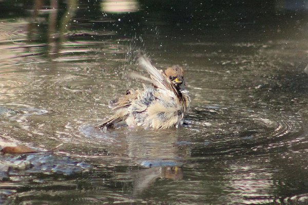 Весна птицы в лужах