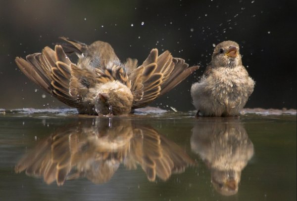 Воробьи купаются в луже