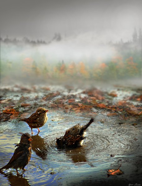 Воробьи купаются в луже