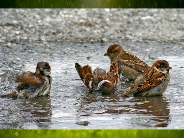 Птица в снегу купается