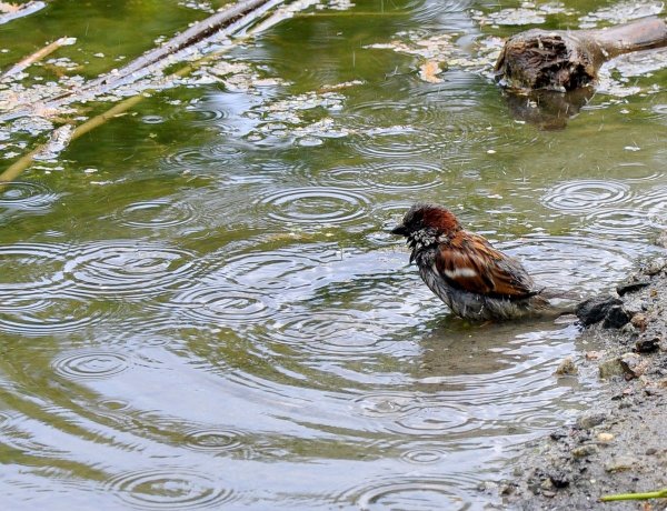Воробьи в первых весенних лужах