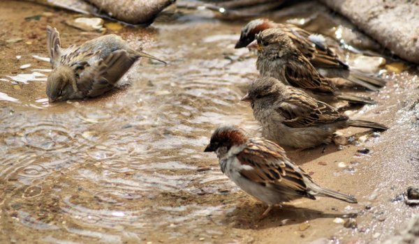 Птички купаются в воде