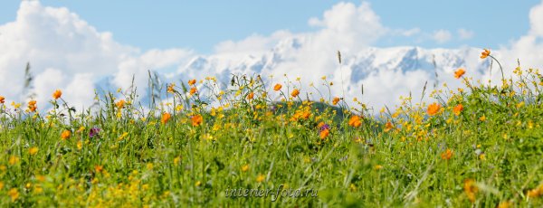 Панорама Весеннее поле