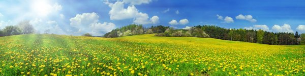 Весенние цветы панорама