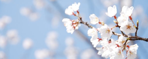 Цветы у реки