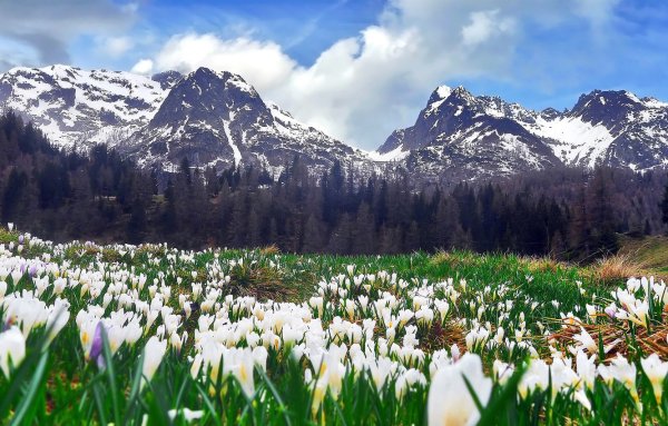 Лето панорама