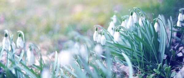 Подснежники панорама