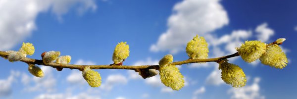 Альпийские Луга новая Зеландия