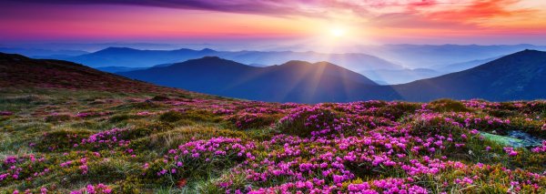 Сакура панорама