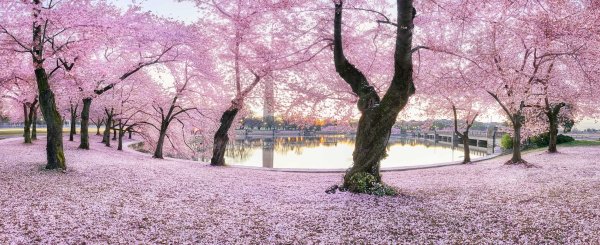 Панорамное фото весенних цветов