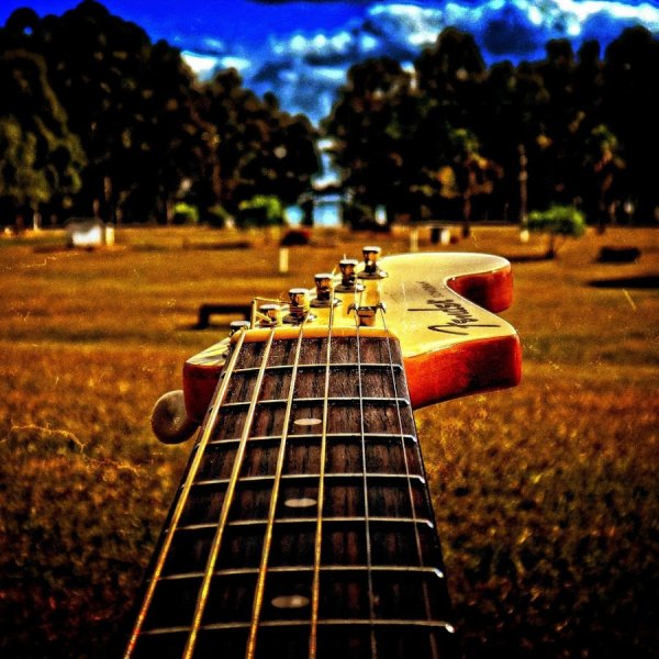 Коты играющие на музыкальных инструментах