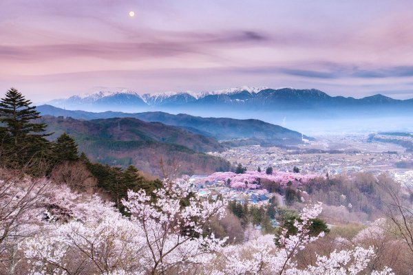 Пейзажи с цветами