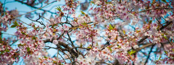 Панорама весеннего леса