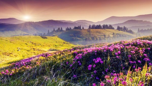 Цветущие яблони на фоне голубого неба